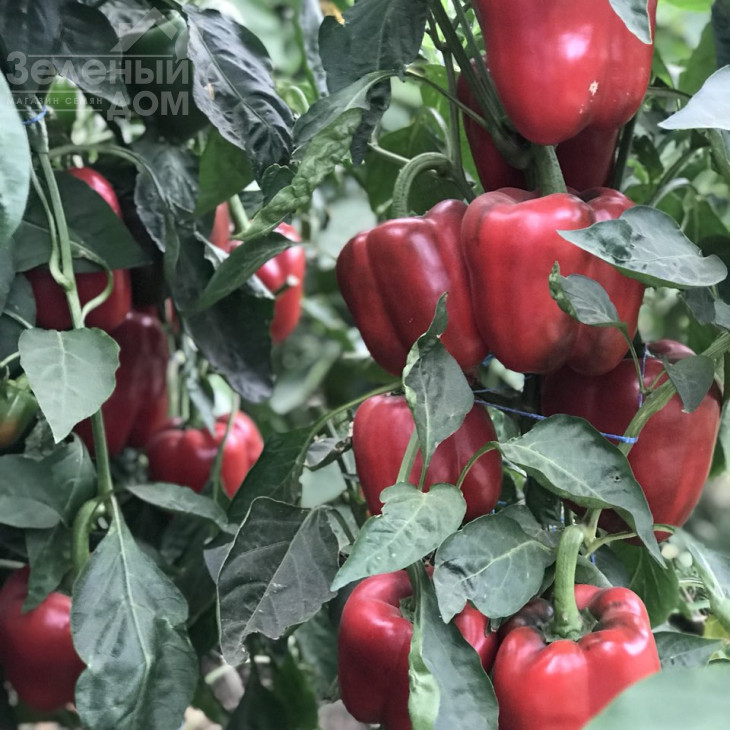 Кримсон Кінг F1 / Crimson King F1 фото 5