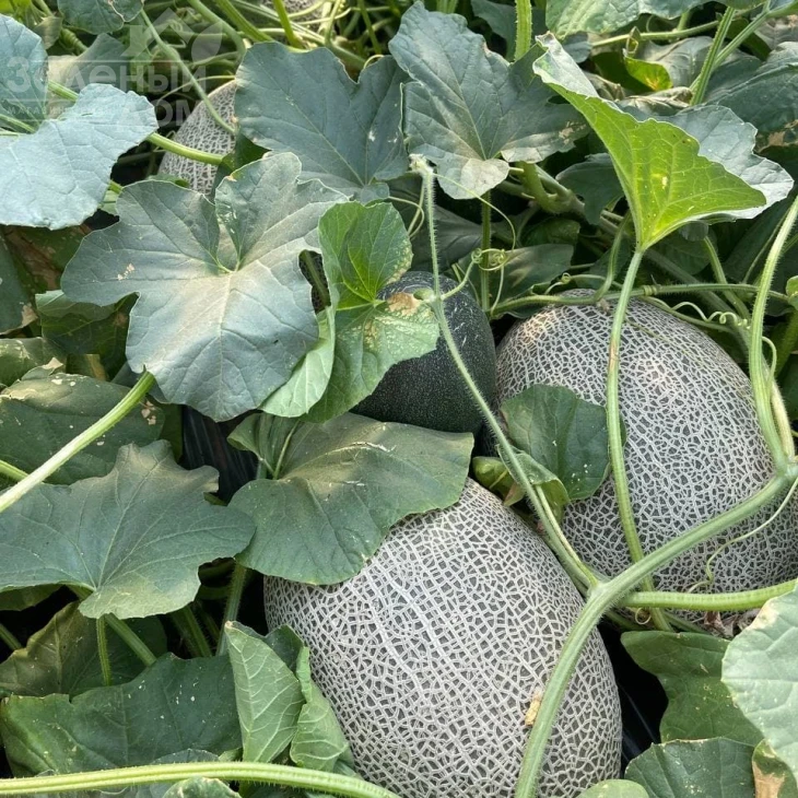 Карьера F1 / Career F1 фото 8