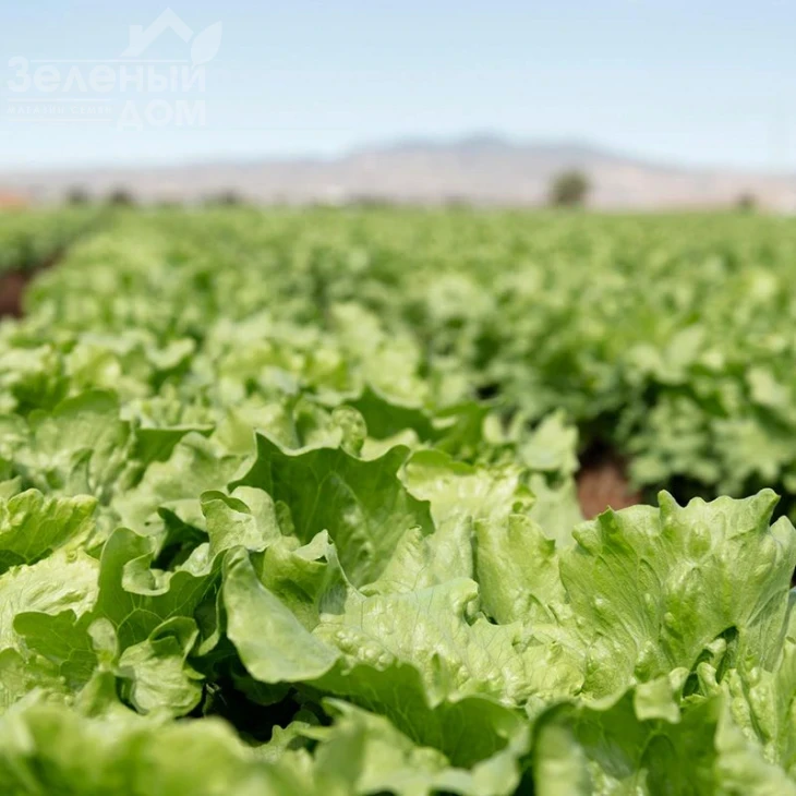 Топачо / Topacio,52-55 дней фото 1