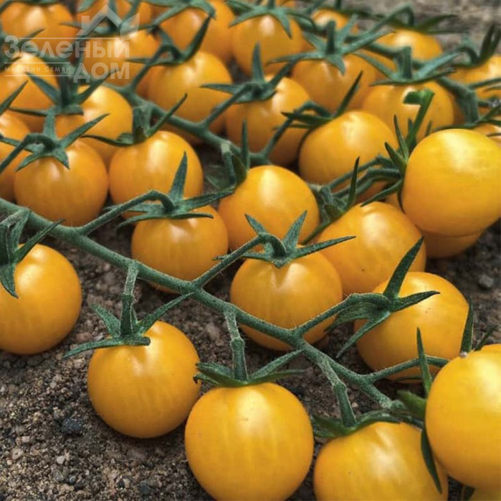 Віцере F1 / Vicere F1, 65-70 днів фото 1