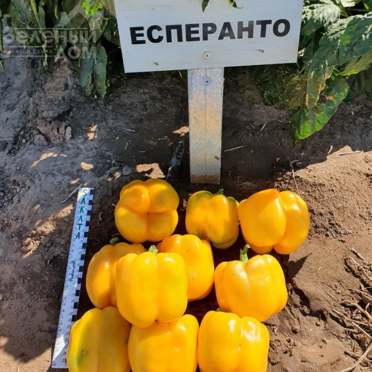 Эспартано F1 / Espartano F1 фото 5