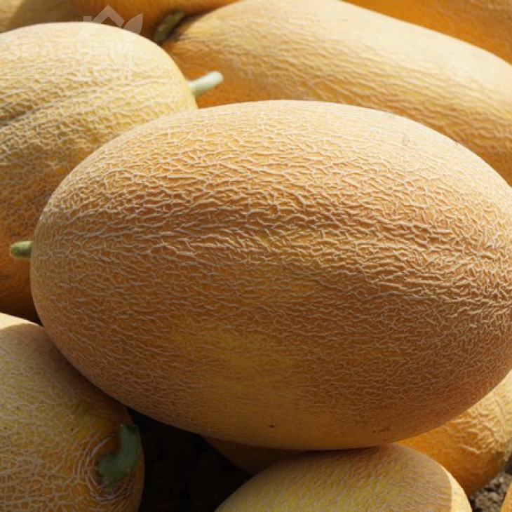 Мазін F1 / Mazin F1,60 днів фото 3