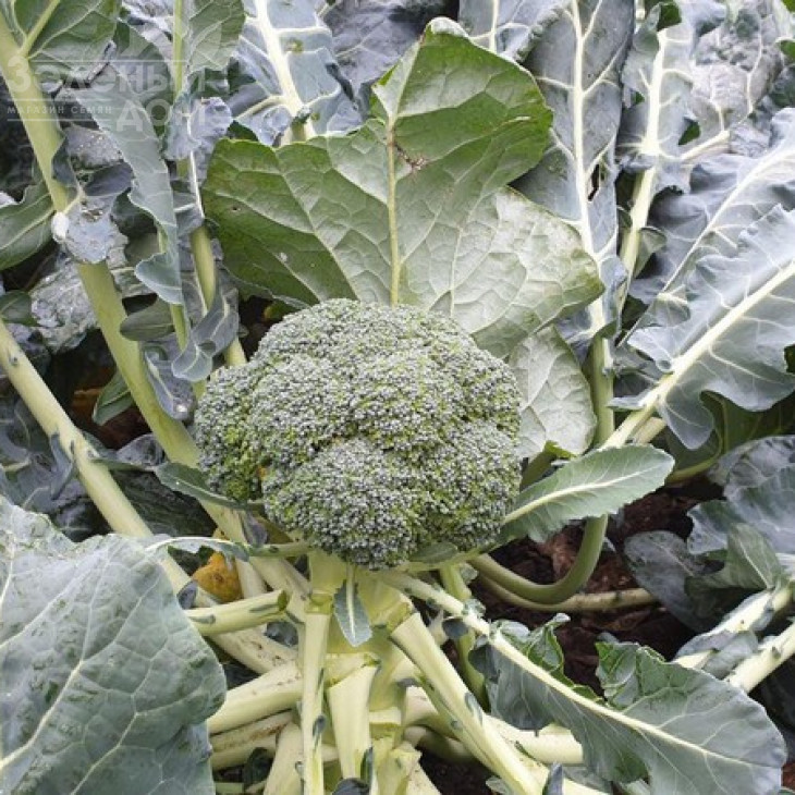 Стірлінг F1 / Styrlynh F1,78-80 днів фото 3