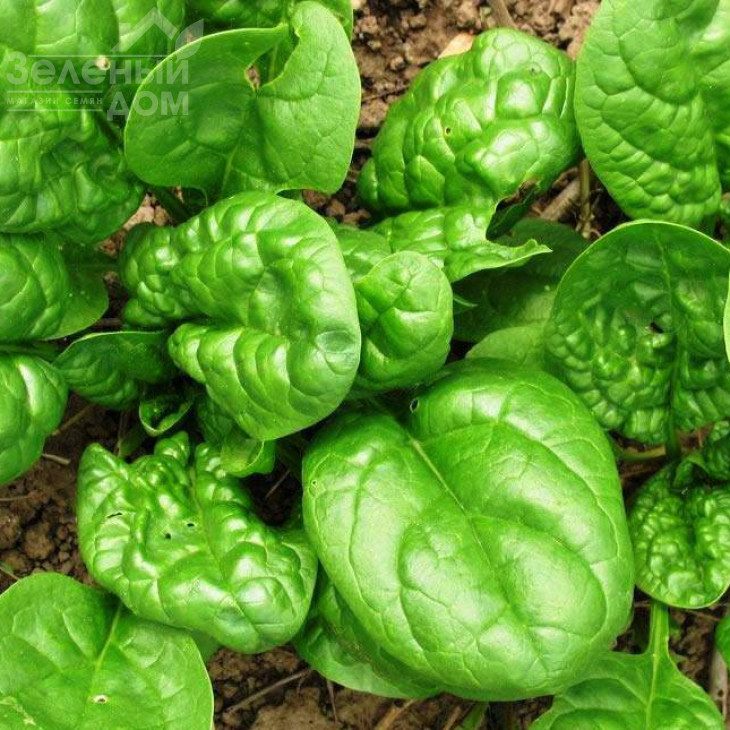 Ель Форте / El Forte,42 дні фото 1