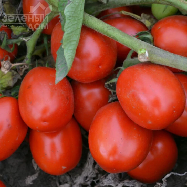 1015 F1 / 1015 F1, 100 дней фото 2