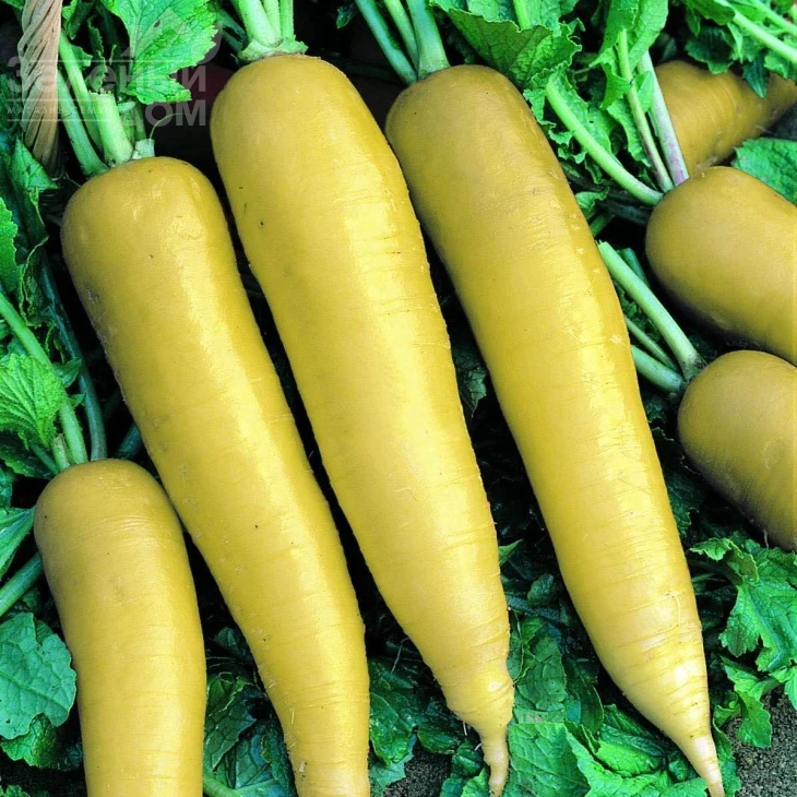 Лутеа / Lutea,40-50 дней фото 1