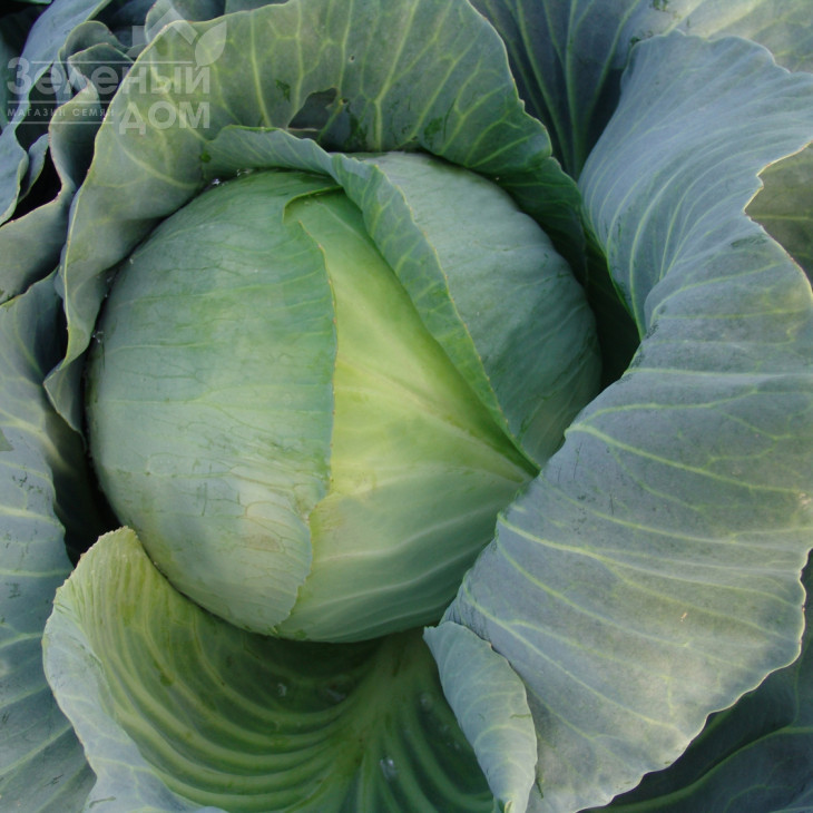 Таргет F1 / Target F1,125-130 днів фото 1