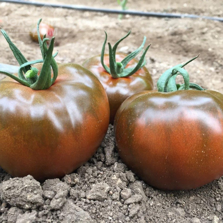 Біг Сашер F1 / Big Sasher F1 фото 3