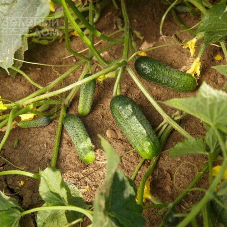 Саунд F1 / Sound F1,50 дней фото 1