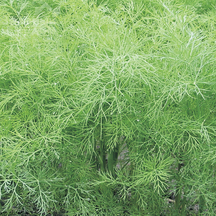 Грін Слівз / Green Sleeves фото 2