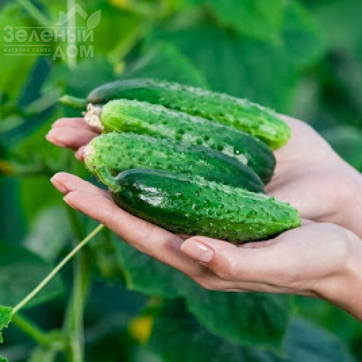 Чайковський F1 / Chaikovskiy F1,40 днів фото 3