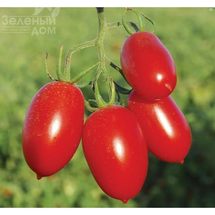 Санмино F1 / Sanmino F1,65-70 дней фото 1