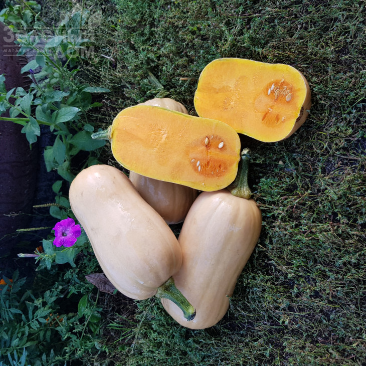 Тіана F1 / Tiana F1,90-95 днів фото 3