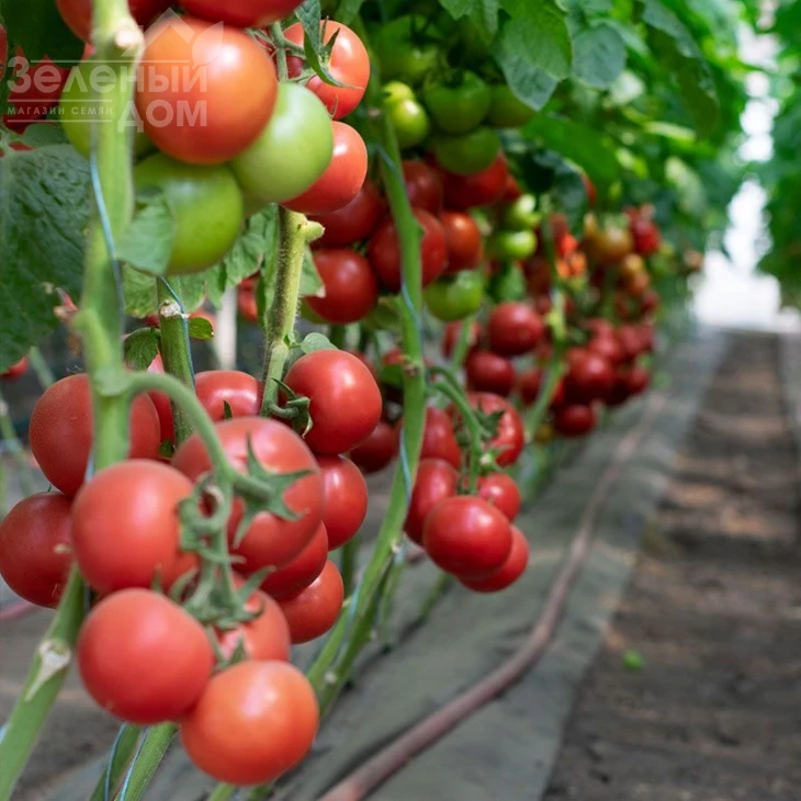 Ладженда F1 / Ladzhenda F1,105-115 дней фото 3