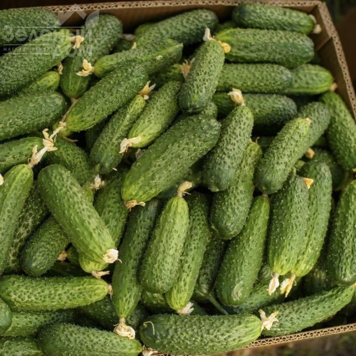 Солют (Абсолют) F1 / Solute (Absolute) F1,35 дней фото 2