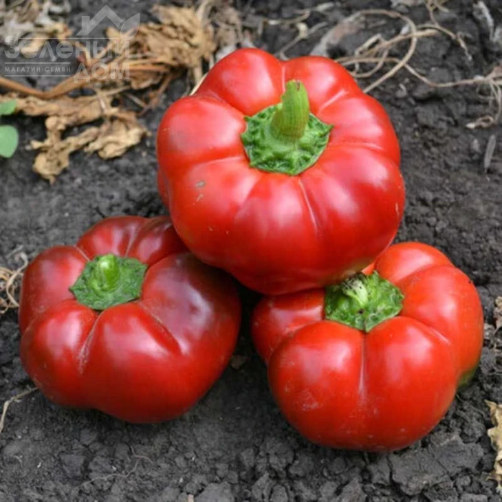 Ред Булл F1 / Red Bull F1,70 дней фото 1