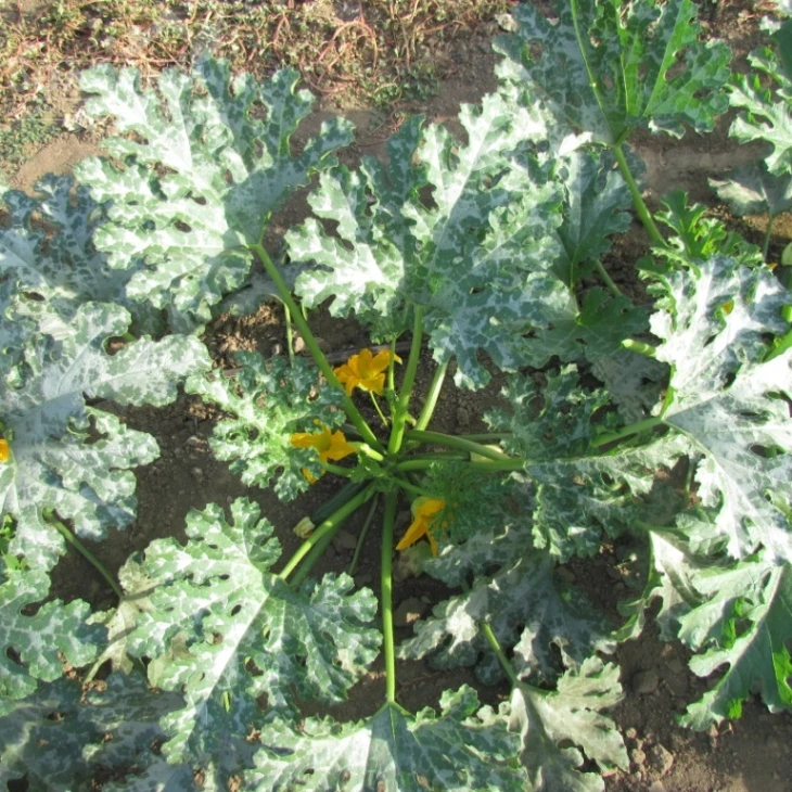 ЛС 1890 F1 / LS 1890 F1 фото 3