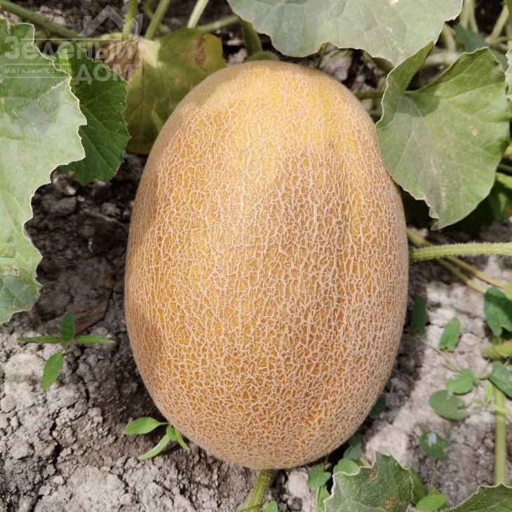 Марадонна F1 / Maradonna F1, 65-70 дней фото 1