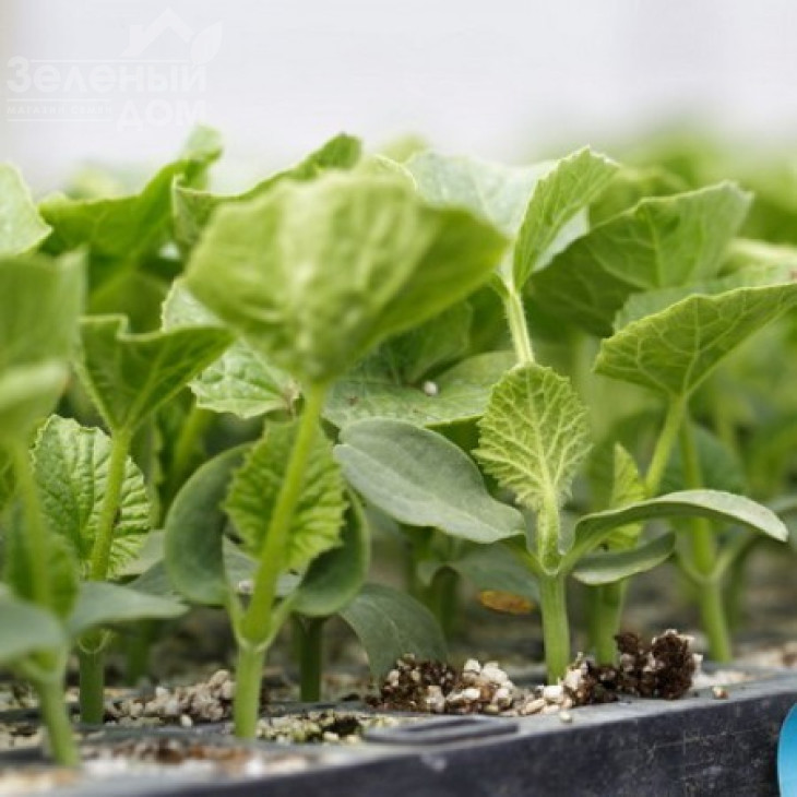 Сфінкс F1 / Sphinx F1 фото 1