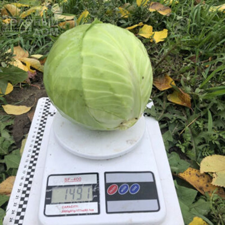 Вірджинія F1 / Virdzhiniya F1, 45-50 днів фото 2