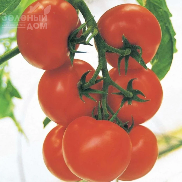 Кристал F1 / Cristal F1,65-75 дней фото 1