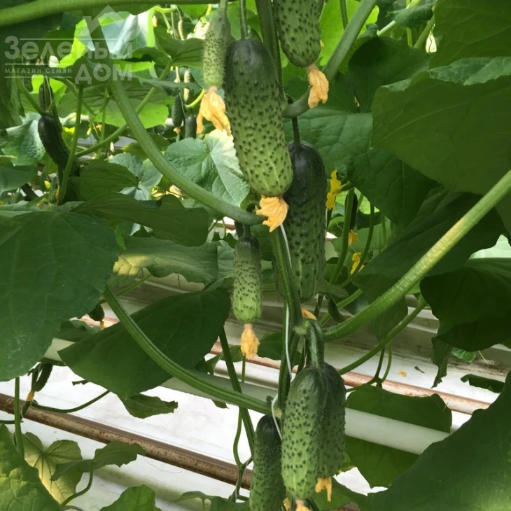 Кантара F1 / Cantara F1,50 дней фото 1