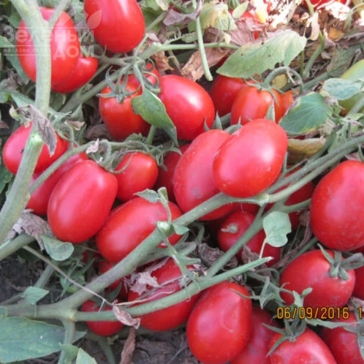 1509 F1 / 1509 F1,110 дней фото 1