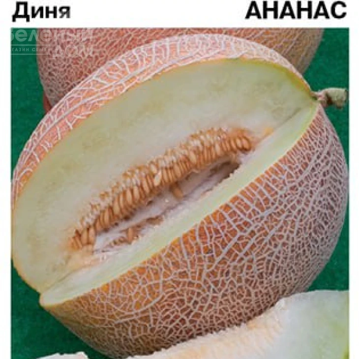 Ананас F1 / Ananas F1, 80 днів фото 2