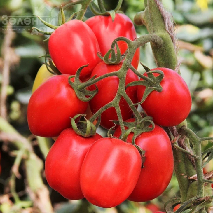 ЛС 1412 F1 / LS 1412 F1,100 дней фото 1