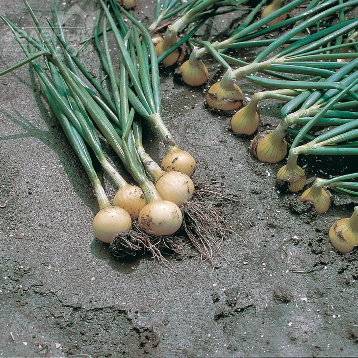 Свіфт / Swift,270-280 днів фото 1