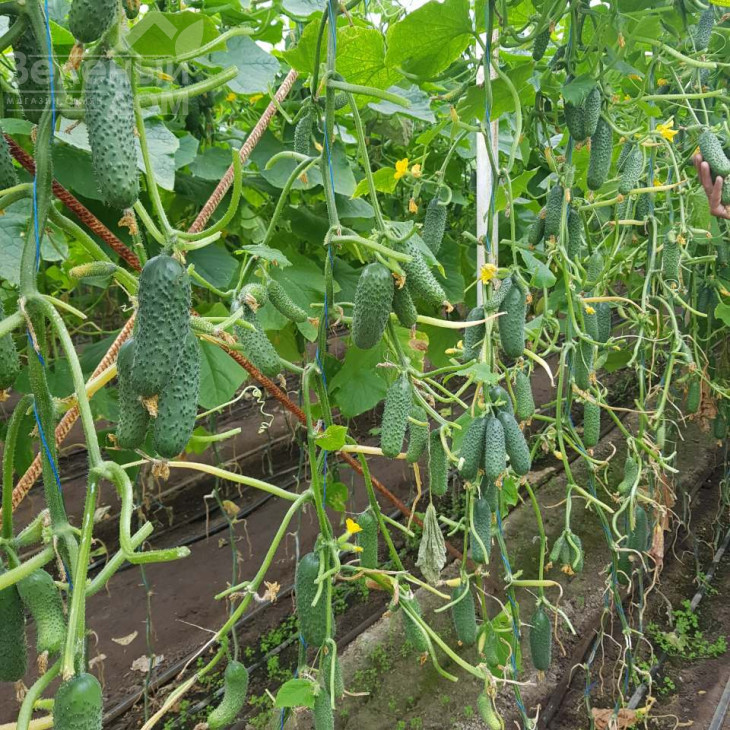 Мадрілен F1 / Madrilene F1, 40-42 дні фото 5