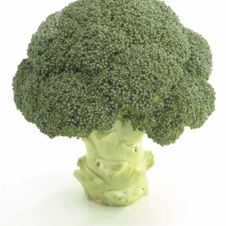 Ахилес F1 / Akhiles F1,55-65 дней фото 3