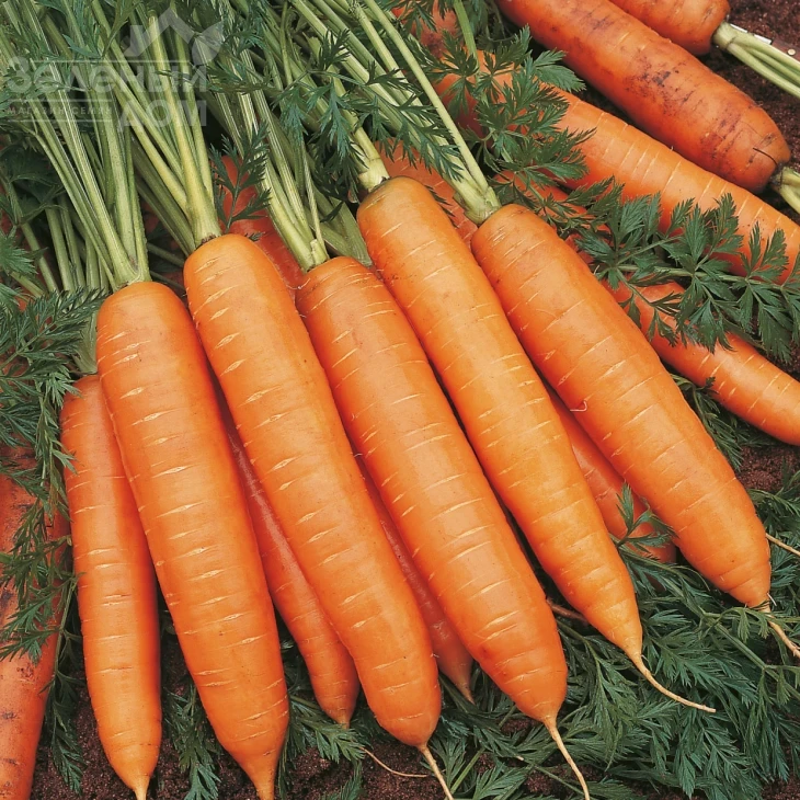 Бангор F1 / Bangor F1,110 дней фото 1