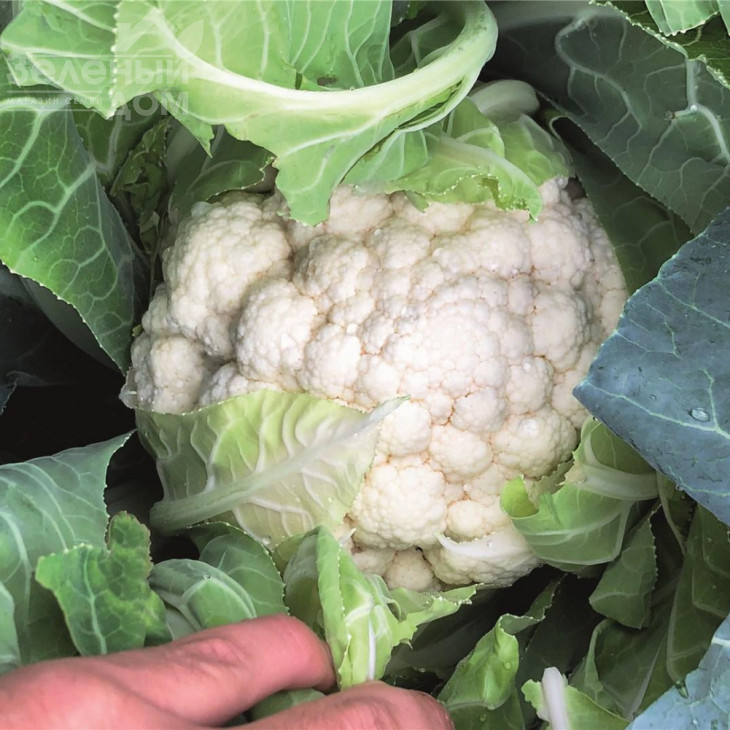 Алкала F1 / Alcala F1,76 днів фото 2