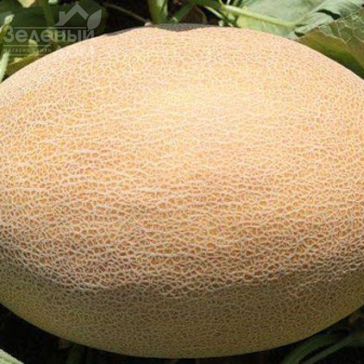 Нево F1 / Nevo F1,50-55 днів фото 2