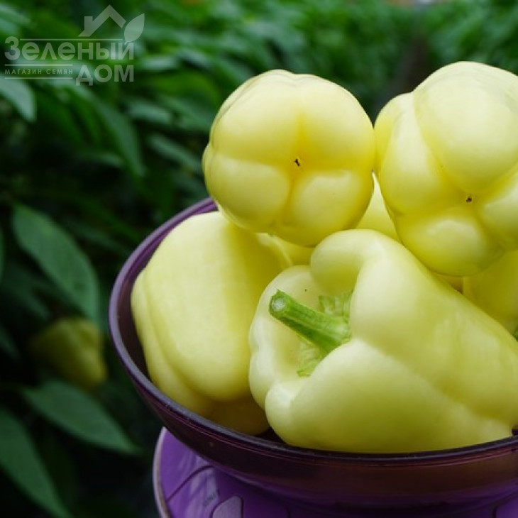 Мадонна F1 / Madonna F1,60-65 днів фото 4