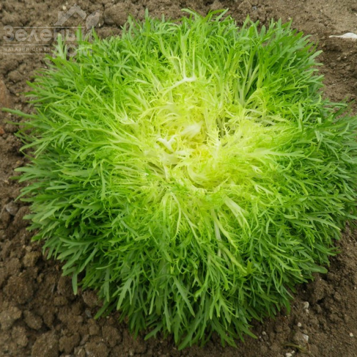 Калафайн / Calafine,60-70 днів фото 1