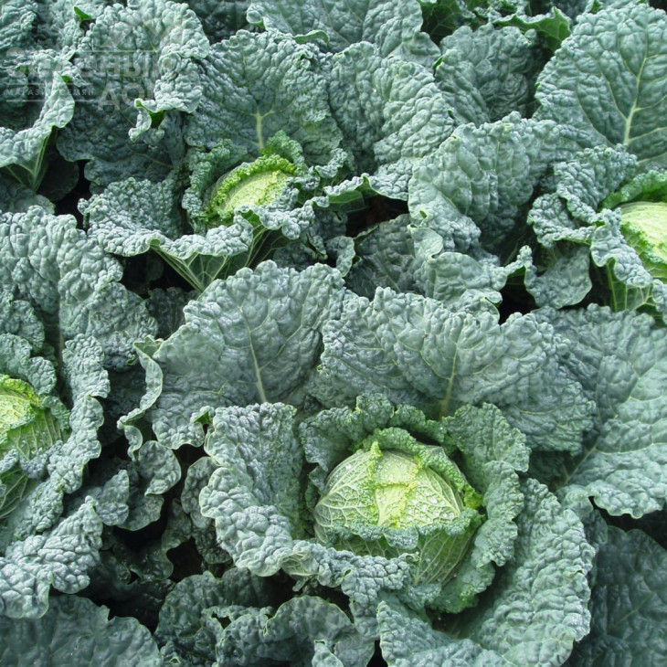 Меліса F1 / Melissa F1,80 днів фото 2