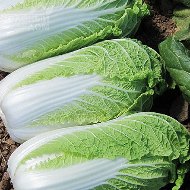 Ендуро F1 / Enduro F1,60-62 дні фото 2