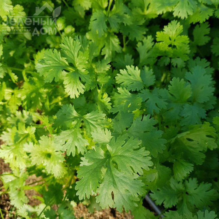 Маріно / Marino,40-45 днів фото 1