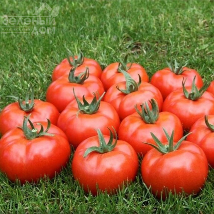 Мармара F1 / Marmara F1,100-110 днів фото 1