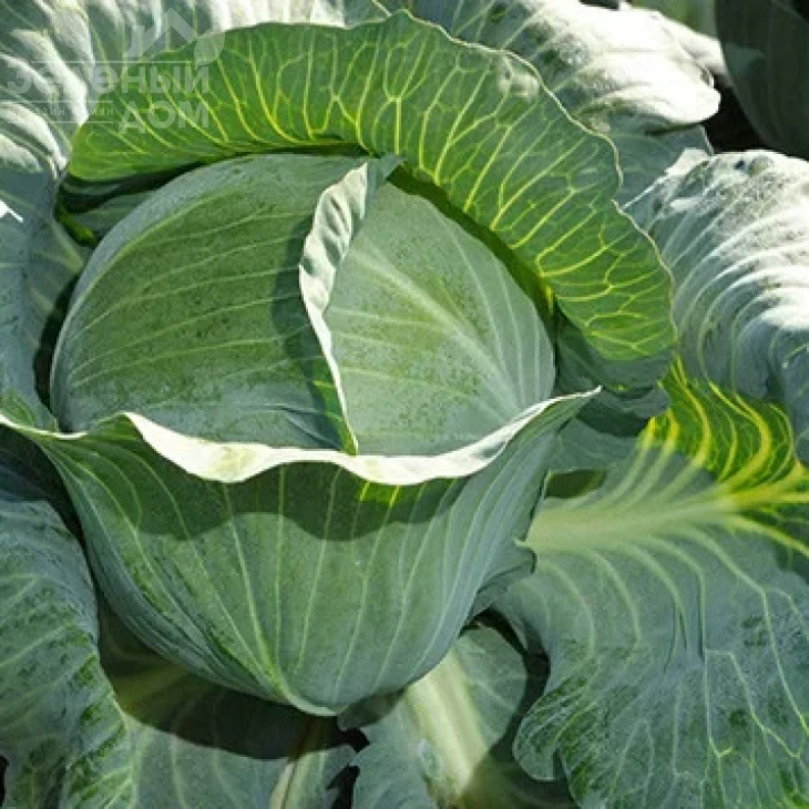 Продикус F1 / Prodicus F1, 125-130 дней фото 1