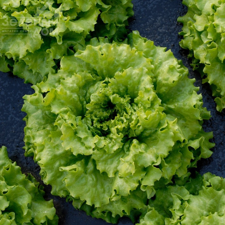 Кайпіра / Caipira фото 1