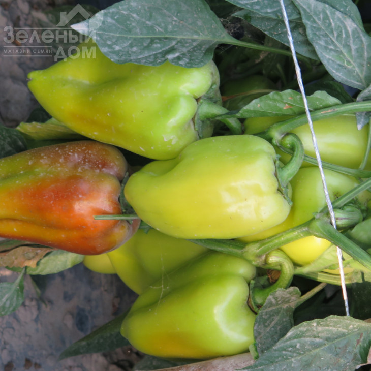 Сенатор F1 / Senator F1 фото 3