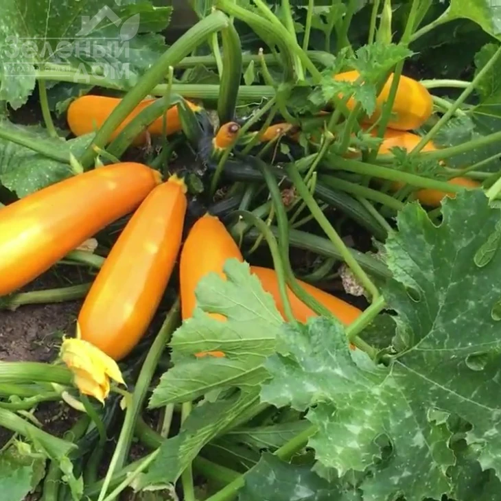 Голдена / Goldena,45-50 дней фото 1