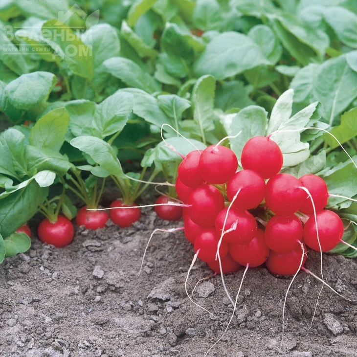 Донар F1 / Donar F1,23-25 дней фото 1