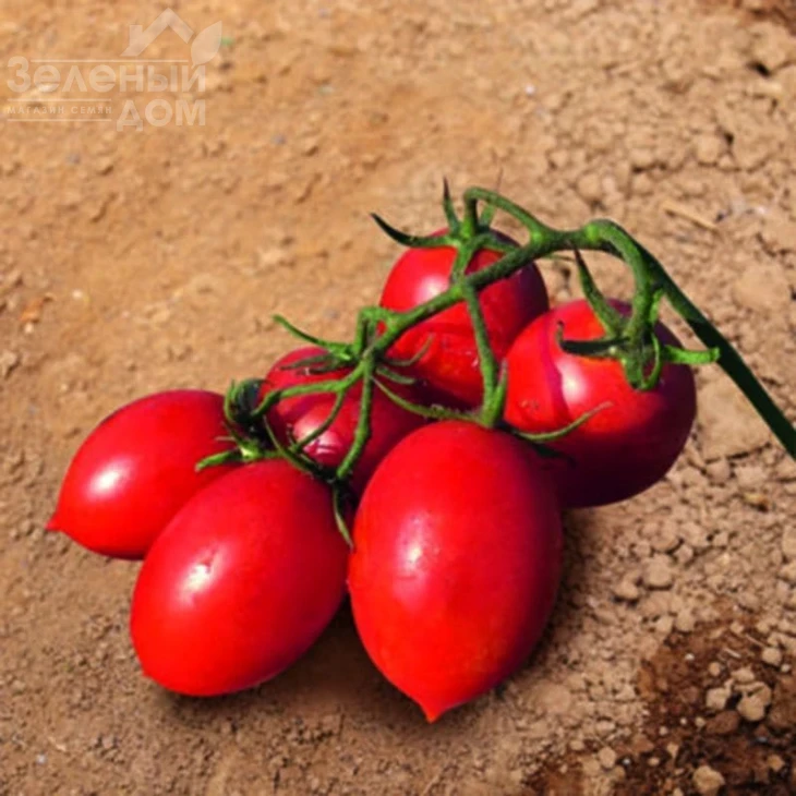 Твит F1 / Tvit F1, 62-67 дней фото 1