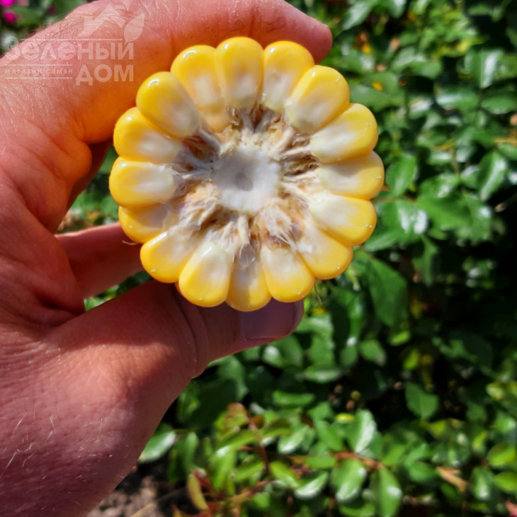 Сансвіт F1 / Sansweet F1, 75-78 днів фото 3