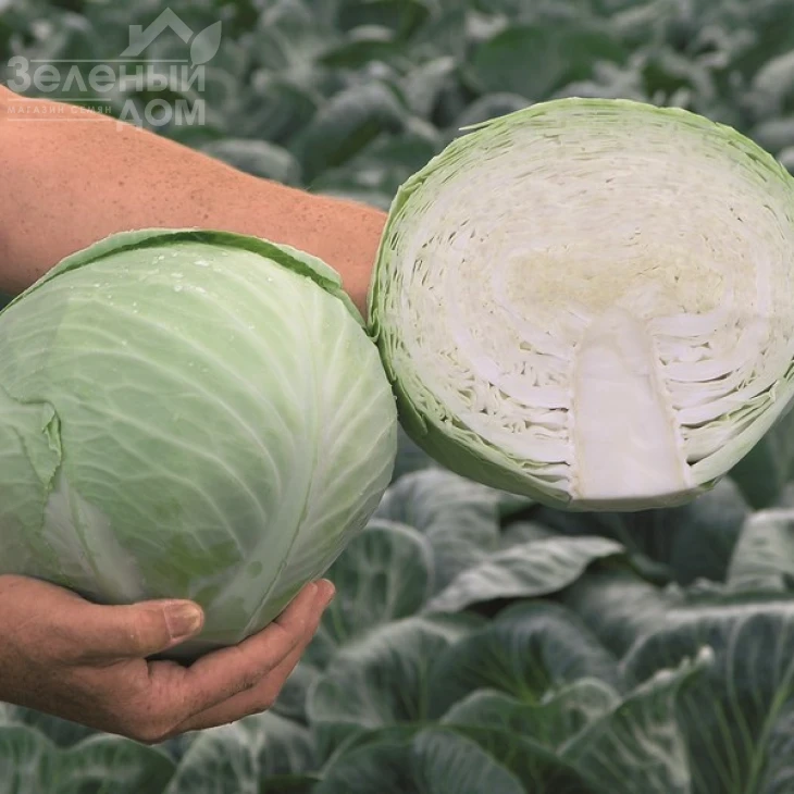 Анкома F1 / Ancoma F1,120-130 дней фото 2