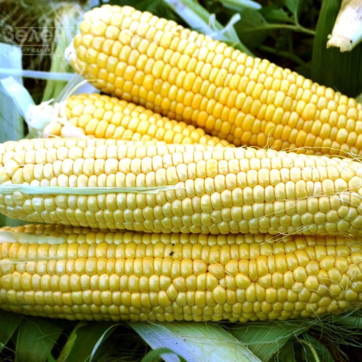 Форвард F1 (1709 F1) / Forvard F1 (1709 F1) ,65 дней фото 3